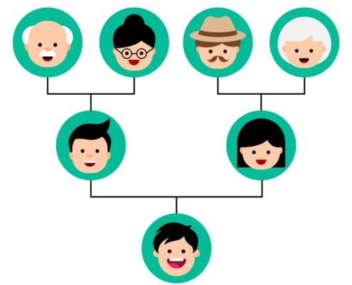 Genogram In Cartoon Style. Family Tree Chart. Genealogy Tree Structure.